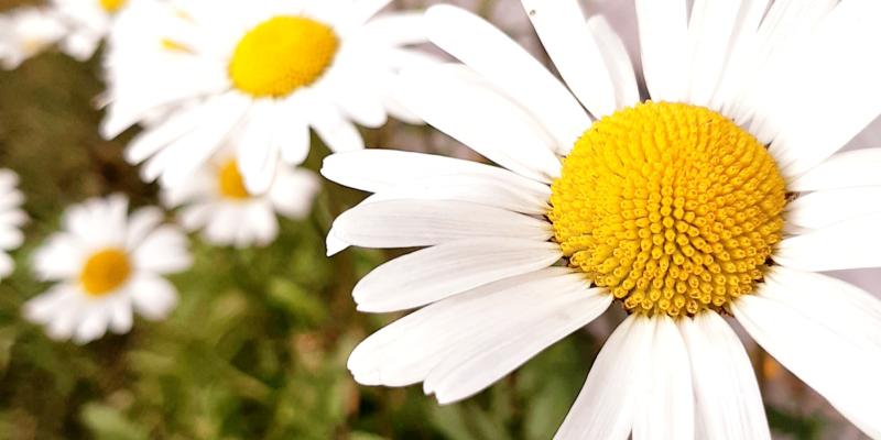 Bild på sommarblommor